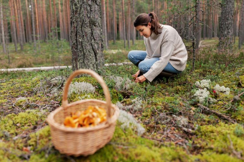 Nainen keräämässä sieniä metsässä.